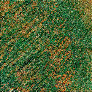 M16Q Rocking Tobacco Strutt. Rett.